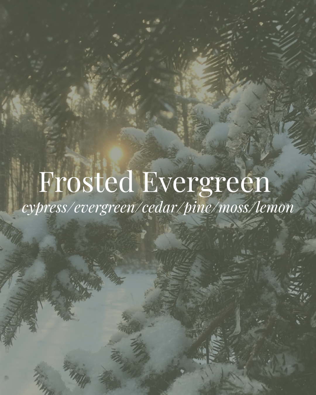 Frosted Evergreen