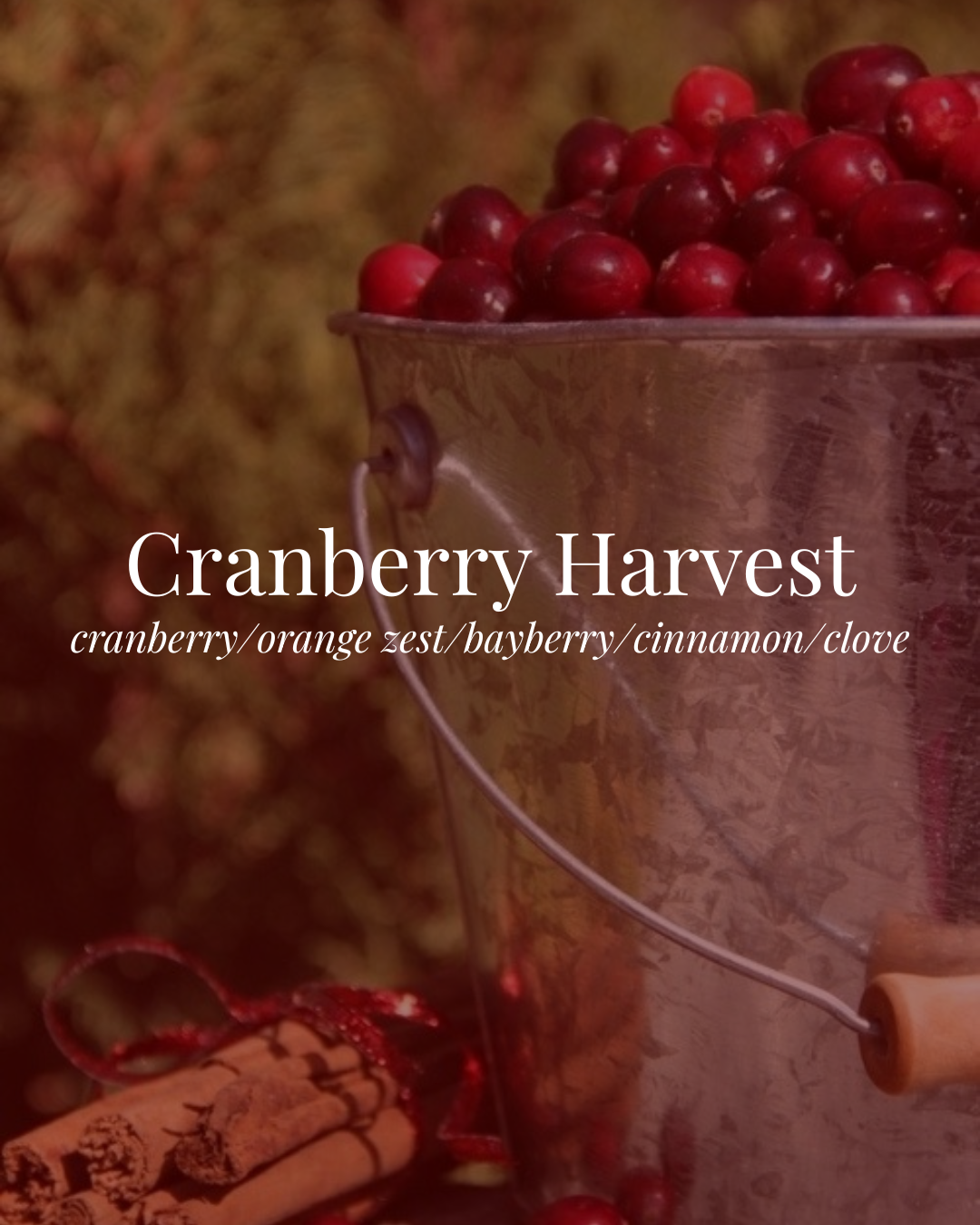 Cranberry Harvest